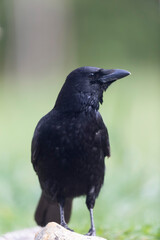 Carrion crow Corvus corone during winter time