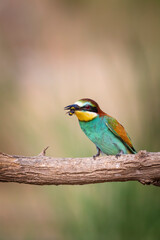 Colorful bird and its hunt. Yellow green nature background. Bird: European Bee eater. Merops apiaster. 