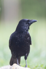 Carrion crow Corvus corone during winter time