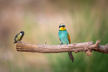 Colorful bird and its hunt. Yellow green nature background. Bird: European Bee eater. Merops apiaster. 