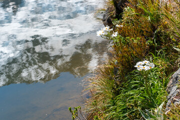Alpine daisy flowers and reflecting mountains in Aoraki National Park, New Zealand