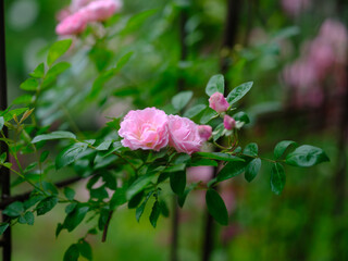ピンクのバラ