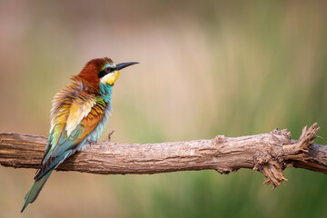 Colorful bird and its hunt. Yellow green nature background. Bird: European Bee eater. Merops...