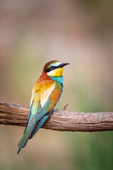 Colorful bird and its hunt. Yellow green nature background. Bird: European Bee eater. Merops apiaster. 