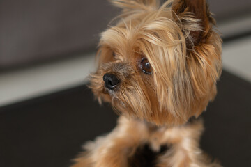 dog yorkshire terrier close-up dark background