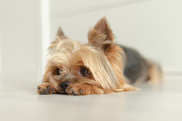 dog Yorkshire Terrier lies on the floor with paws forward, white background, light photo