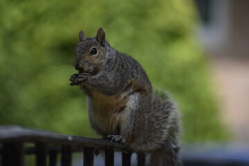 squirrel eating nut
