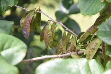 Chinese redbud flowers and fruits. Fabaceae deciduous shrub.