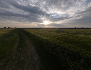 Obraz premium Weitwinkel Kornfeld&nbsp;