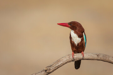 Colorful bird. Yellow nature background. White throated Kingfisher. 
