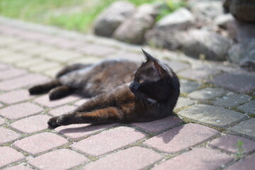 Cat