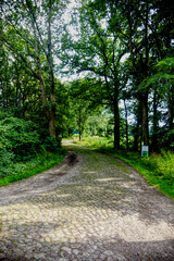 Fototapeta premium forest trail amidst green trees