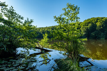 Wald, Rügen, Jasmund, See