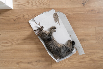 Grey tabby kitten lie down on the floor in torn cardboard box. Funny cat play at home. Sleeping relaxed in a box on the floor. Top view, wooden floor background 