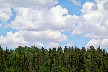 A forest of ponderosa pine trees with puffy clouds above in the sky.