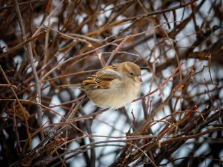 A female house sparrow sits alone on a branch of a bush without foliage. Winter, cold, snow in the background. Selected focus