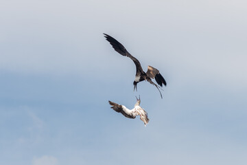 Frigate bird fighting with gannet. Birds fighting in sky.