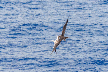 Frigate bird fighting with gannet. Birds fighting in sky.