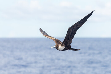 Frigate bird flying in blue sky. Large seabird.