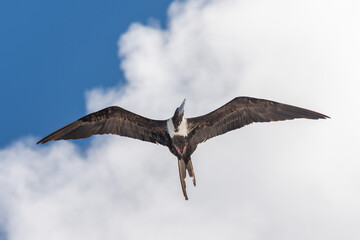 Frigate bird flying in blue sky. Large seabird.