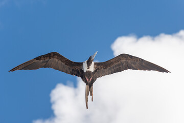Frigate bird flying in blue sky. Large seabird.