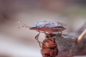 Brown marmorated stink bug, Chinche Parda Marmolada