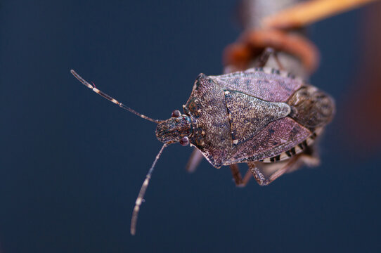 Brown marmorated stink bug, chinche parda marmorada