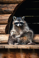Vertical shot of a raccoon sitting on the wood