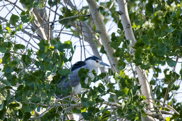 Partially hidden night heron hides in a leafy tree