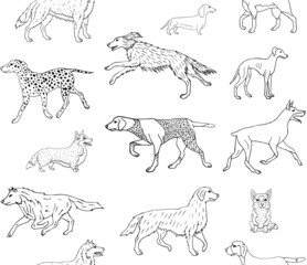 Vector seamless pattern of hand drawn doodle sketch dog isolated on white background