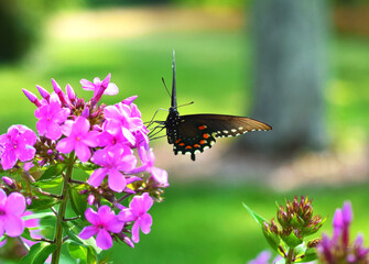 Black swallowtail butterfly