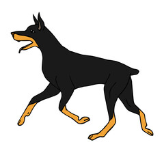 Vector hand drawn doodle sketch colored running doberman dog isolated on white background