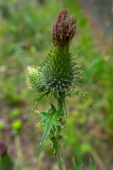 Distel