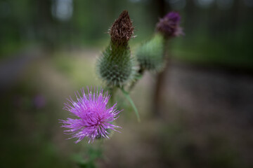 Distel
