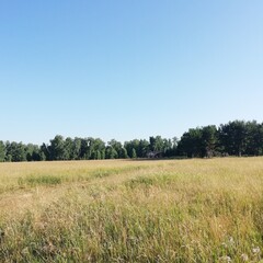 Fototapeta premium field and blue sky