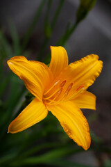 daylily flower yellow