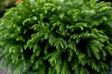 Evergreen Plant