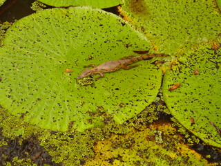 green moss on the stone