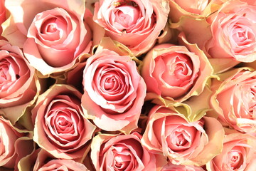 Pale pink roses in bridal arrangement