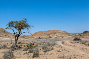 Fototapeta na wymiar Kameldorn, Wüstenvegetation, Namib Naukluft Park, NamibA