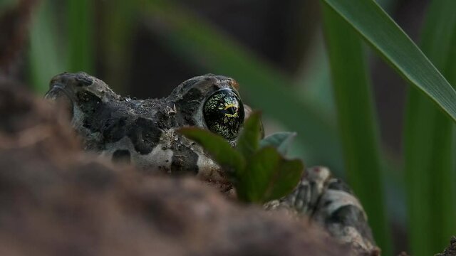 Natterjack toad hides in the ground and looks at the camera close-up