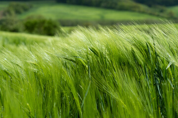 Closeup of green wheat flowers under bright sunlight on a windy day in the countryside