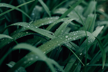 Selective focus shot of long dark blades of grass with dewdrops on them on a gloomy day - obrazy, fototapety, plakaty
