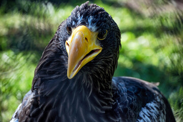 A big eagle with yellow beak on the background of green grass.