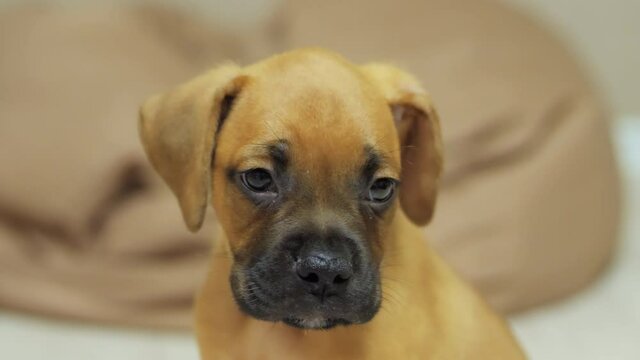 Close-up portrait of little german boxer puppy, dog turn head and looking around