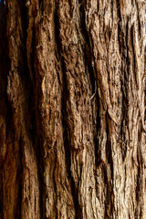 Corteza de un tronco de árbol 