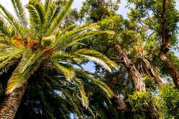 Fototapeta premium Vegetación con hojas verdes en el Puerto de la Cruz, isla de Tenerife