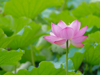 Obraz premium 蓮の花16