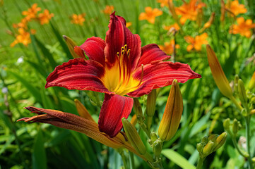 Red and yellow Day Lily flower (Hemerocallis fulva) in garden