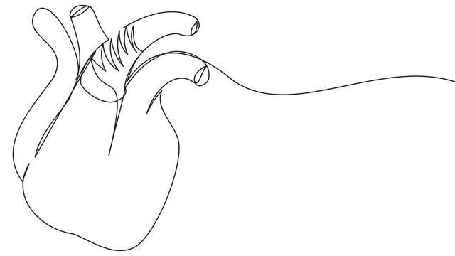 Linear animation of a human heart on a white background. Stock 4k video with the organ of the circulatory system. Self-drawing a heart in one line with an alpha channel. A symbol of love and health.